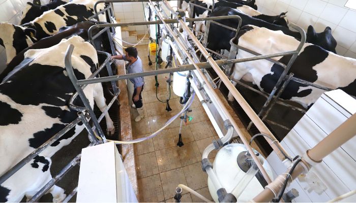  Paraná bate recorde na produção de frangos, suínos, bovinos, leite e ovos em 2025 